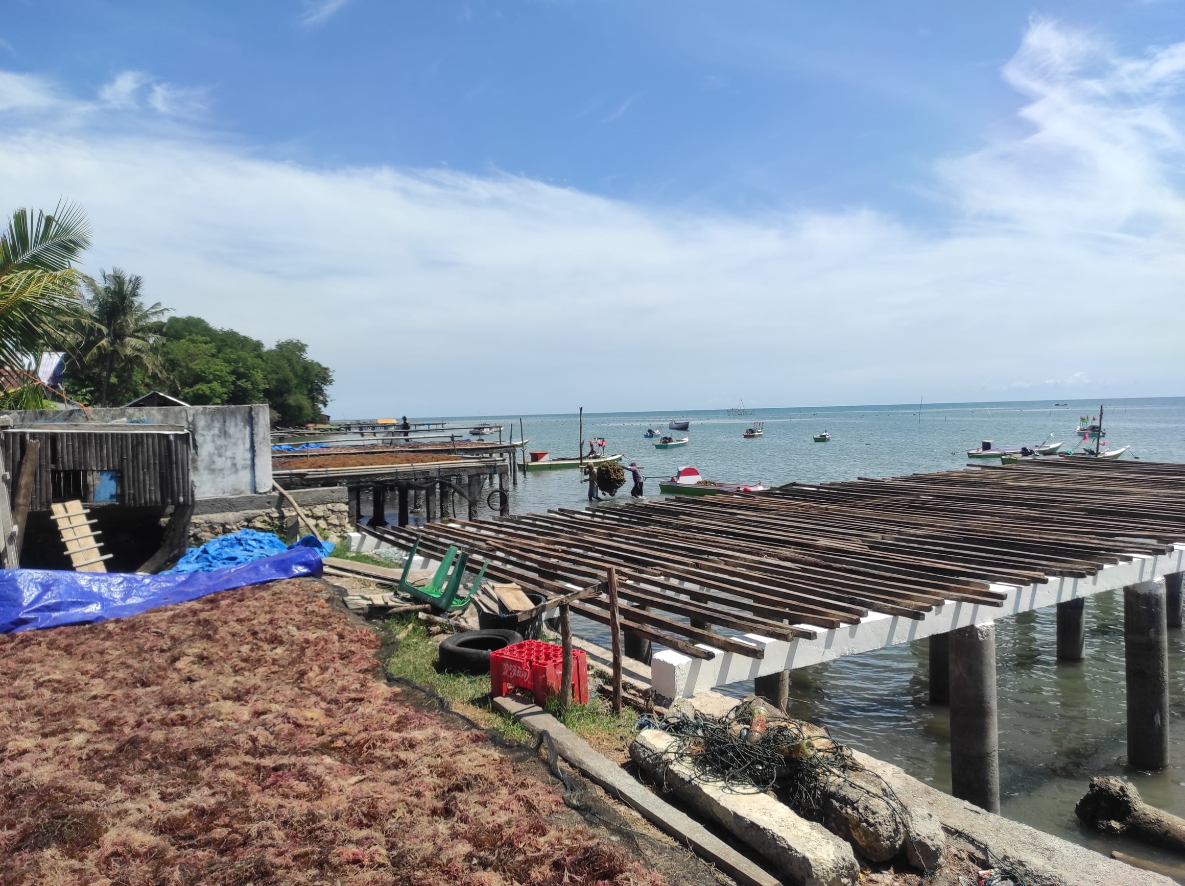 Proyeksi Perdagangan Karbon Biru melalui Rumput Laut di Sulawesi Selatan